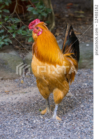 名古屋高知 12488162