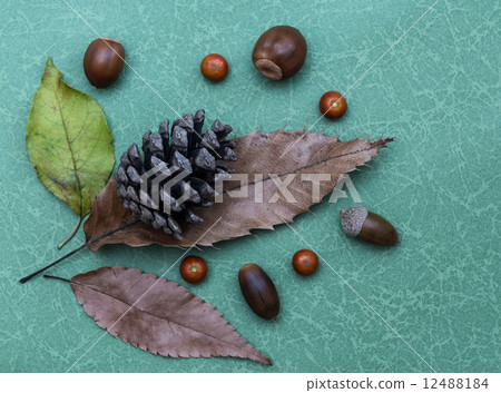 Acorn pine cones 12488184