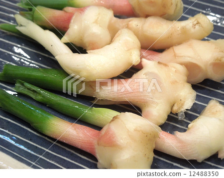 葉姜 葉姜 12488350