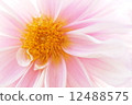 Pink Dahlia Pink Dahlia 12488575