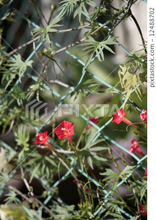 蔦蘿松 蔦蘿松 12488702