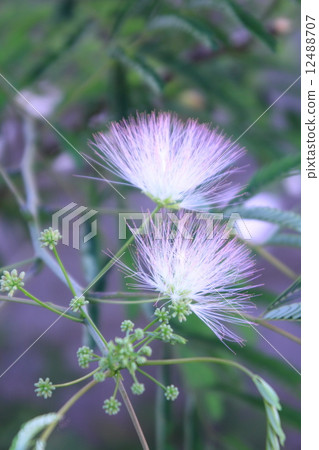 Together tree 12488707