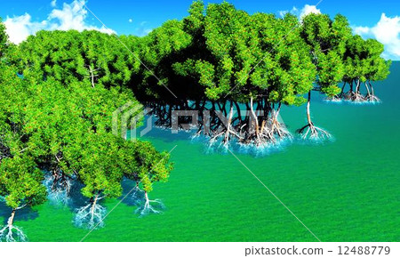 Red mangroves Red mangroves 12488779