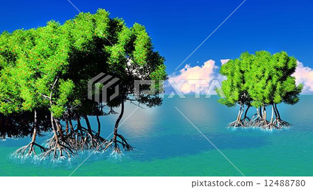 Red mangroves Red mangroves 12488780