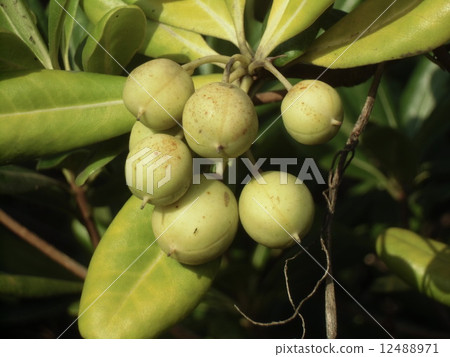 The fruit of Tibera which began to be colored illuminated by the sunset 12488971