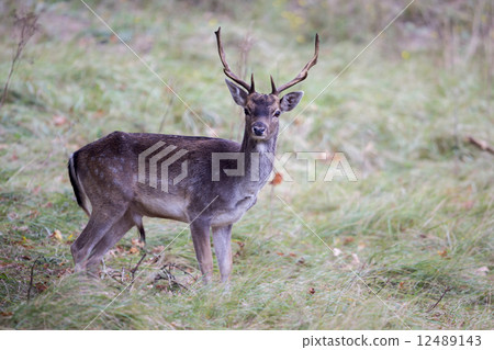 Male fallow deer at Amsterdamse Waterleidingduinen (the Netherla 12489143