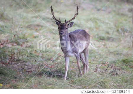 Male fallow deer at Amsterdamse Waterleidingduinen (the Netherla 12489144