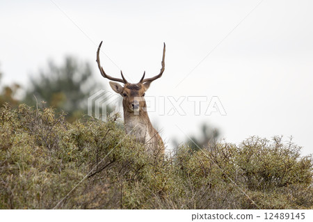 Male fallow deer at Amsterdamse Waterleidingduinen (the Netherla 12489145