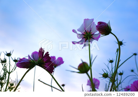 Cosmos Blue 1 12489200