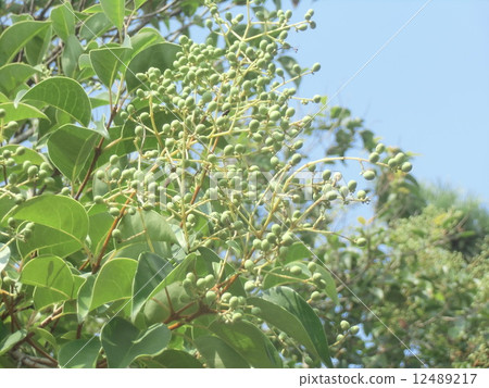 The fruit of the larva which is similar to the fruit of the foxtail 12489217