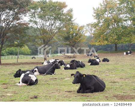 Ranch 12489449
