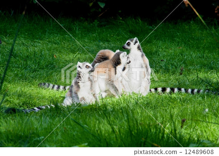 Lemur family 12489608