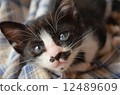小貓 12489609