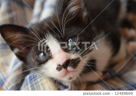 小貓 12489609