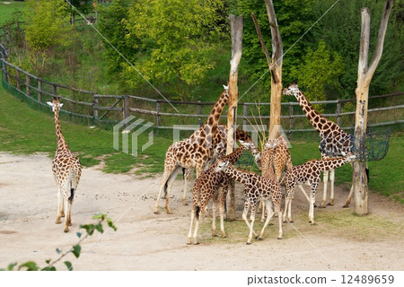 Rothschild giraffes Rothschild giraffes 12489659