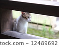 貓 12489692