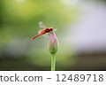 紅蜻蜓 12489718