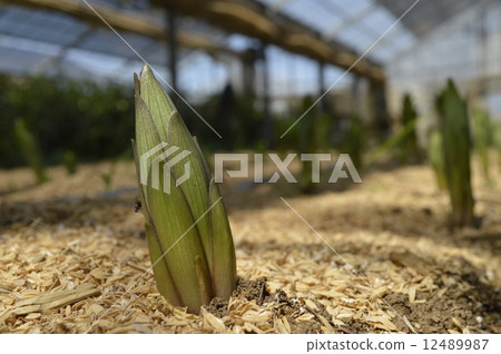 Lily bud Lily bud 12489987