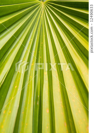 image of Green Palm leaves in nature image of Green Palm leaves in nature 12490633