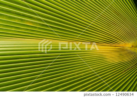 image of Green Palm leaves in nature image of Green Palm leaves in nature 12490634