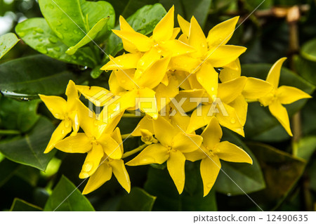yellow ixora flower yellow ixora flower 12490635
