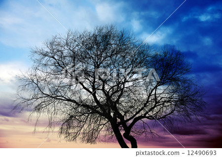 Dark tree silhouette above colorful stormy clouds 12490693