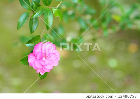 Sasanqua flowers Sasanqua flowers 12490758