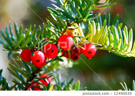 Yew tree red fruit Yew tree red fruit 12490830