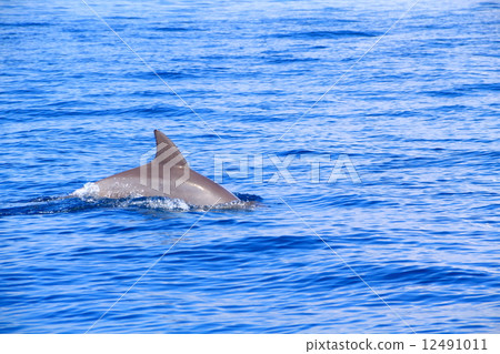 Indonesia · Leisure in Bali (Dolphin watching) Leisure of Bali, Indonesia (Dolphin Watching) 12491011