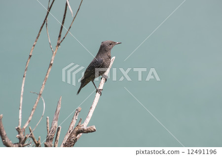 Isophoridae sticking to branches 12491196