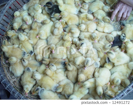 Hands of chicks and elderly in the monkey (Hue / Vietnam) 12491272