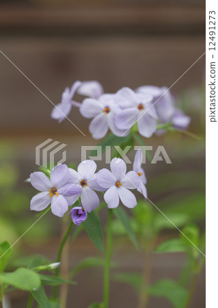 Flower of Crane Hanashinobu 12491273