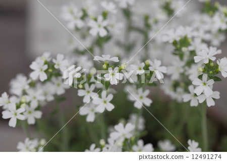 Caliche flower 12491274