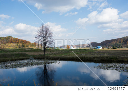 站立在池塘的銀行的樹 12491357