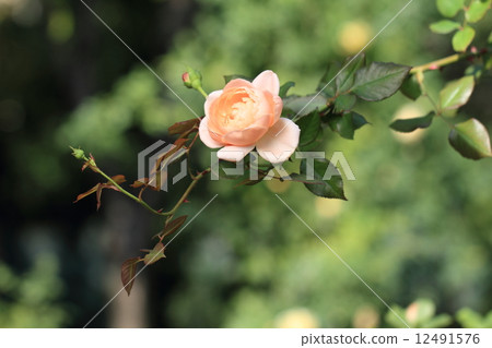 Apricot pink rose flower · Unbridge Rose Apricot pink rose flower · Unbridge Rose 12491576