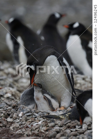 Gentoo penguin 12496245