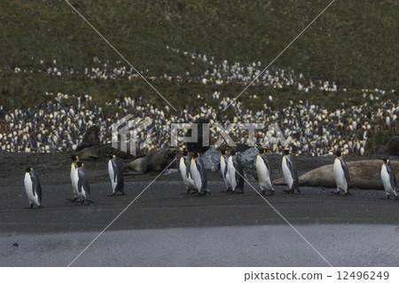 King penguin King penguin 12496249