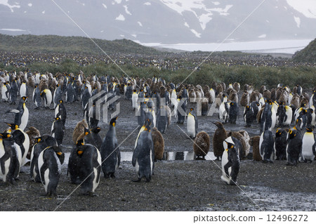 King penguin 12496272