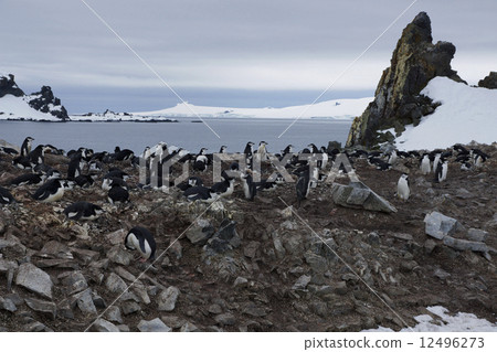 Beard penguin Beard penguin 12496273