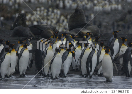 King penguin 12496278