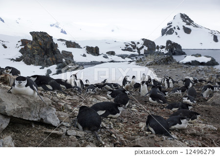 Beard penguin 12496279