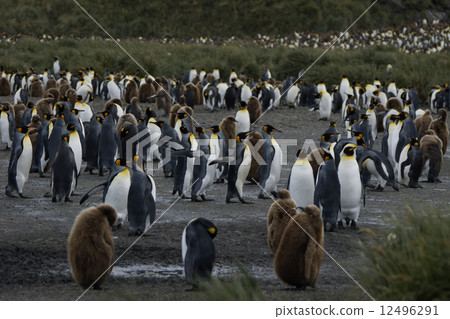 King penguin 12496291