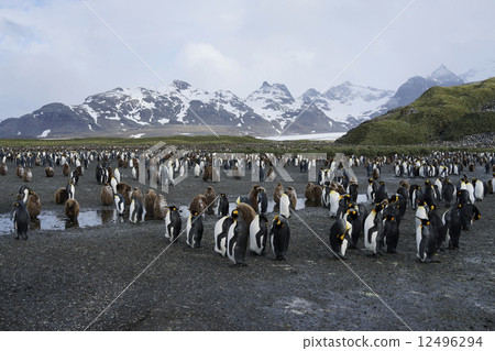 King penguin King penguin 12496294