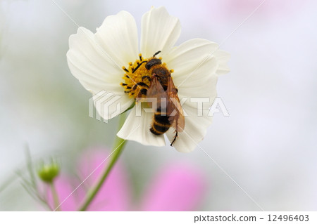 宇宙和木瓜的乳房 12496403