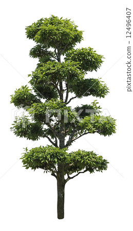 Ichiki Shirakashi 12496407