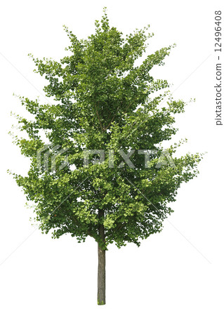 Ichigi ginkgo 12496408