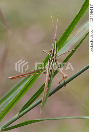 Shorurigata 12496417