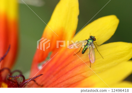 Ashinaga fly that sticks to the tanning petals 12496418