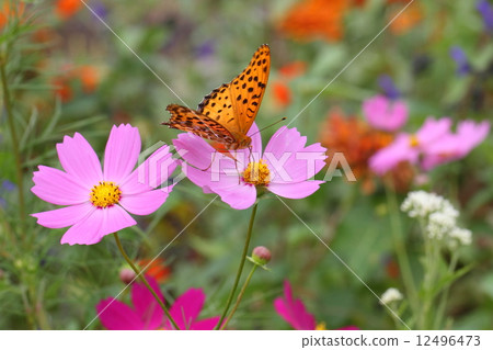 Autumn flower bed 12496473