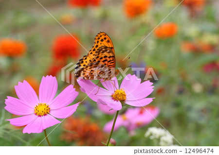 Autumn flower bed 12496474